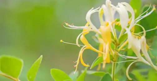 Honeysuckle Extract: Benefits for Skin and Health